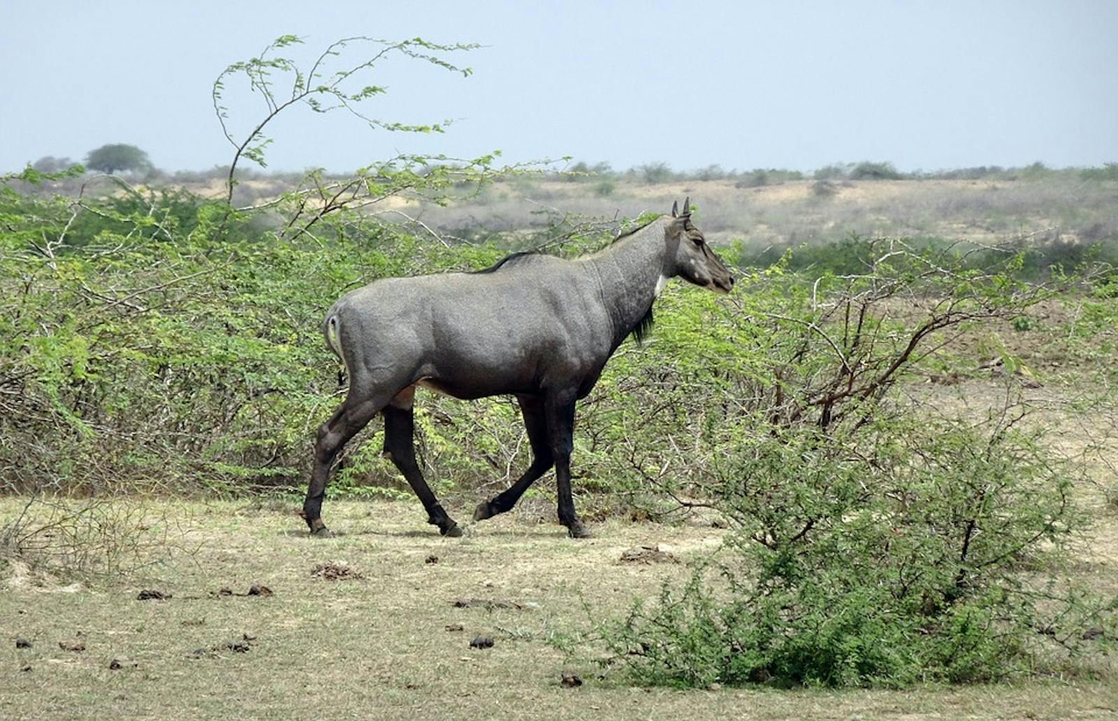 Deccan Thorn Scrub Forests One Earth